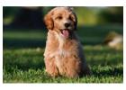 F1bb Goldendoodle Puppies