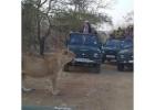  Reserve Gir Jeep Safari Booking for Wildlife Destinations