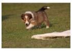 Rough Collie Puppies for Sale in Mysore