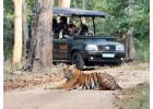 Arrange Ranthambore Tiger Safari Booking  for Enjoyment