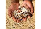 SANGOMA ✯[ +27795679811 ]✯IN LOUIS TRICHARDT- TRADITIONAL HEALER/ BRING  BACK  LOST LOVER IN 24HRS  