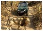  Plan Gir National Park Safari Booking for Exploration