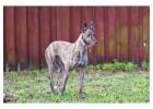 Greyhound Puppies for Sale in Mysore