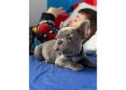 VACINES QUALITY REGISTERED FRENCH BULLDOG PUPS