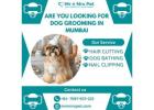 The Best Dog Grooming in Mumbai