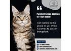 Best kitten breeders in Bangalore | Purebred Kittens in Bangalore