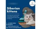 Kittens in Bangalore | Siberian Kittens for Sale in Bangalore