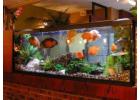 Buy Fish aquarium in Dubai