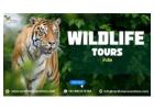 Discover the Beauty of Wildlife Tours India