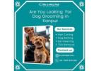 Best Dog Grooming in Kanpur