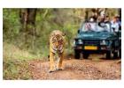 Plan Your Perfect Safari Top Ranthambore National Park Tour Packages