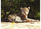 Join Us for Unforgettable Jaguar Photography with Silva Tour Pantanal Today