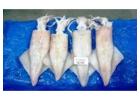 Top Frozen Needle Squid Seafood Supplier and Exporter from India