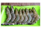 Frozen Black Tiger Shrimp Supplier from India