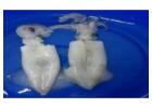 Top Frozen White Squid Seafood Supplier and Exporter from India