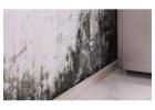 Reliable and Professional Mould Removal in Toronto