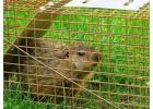 Explore Trusted Raccoon Removal in Orillia by Simcoe Muskoka Wildlife Removal