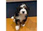 Standard and Mini Bernedoodles Puppies For Sale