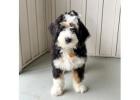 Standard and Mini Bernedoodles available for adoption. 