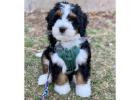 Mini Bernedoodles available for adoption