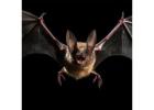 Expert Bat Removal Services in Lithia Springs, GA | Urban Wildlife Control