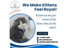 Best Kittens in Bangalore | Buy Cats for Sale Online in Bangalore