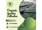 Green Bubble Algal Works: Profitability of Spirulina Cultivation