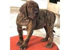 Presa Canario Puppies For Sale in Vijayawada