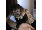 Capuchin Monkey For Sale