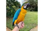 Healthy Blue And Gold Macaw Parrots For Sale