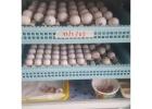 Fertile African Grey Parrot Eggs