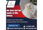 Best Cat in Bangalore | Famous Purebred Kittens for Sale