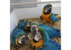 Blue And Gold Macaw Parrots For Sale