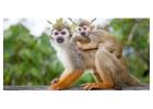 Monkeyland Puntca Cana Online | Jeloumatours.com