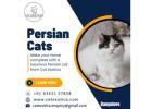 Cat Exotica | Persian Cat in Bangalore