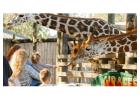 A Wild Adventure Awaits at Gulf Breeze Zoo: Exploring Nature’s Wonders