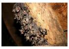 Expert Bat Removal in Houston: Safeguard Your Home Today