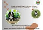 Bernese Mountain Dog Puppy for Sale