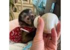 Baby Capuchin Monkey For Sale