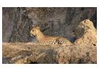 Jawai leopards hills safari | Jawai leopard hills