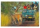 Jungle safari in Rajasthan | Best jungle safari in Rajasthan