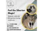 Siberian Kitten in Bangalore | Siberian Cat for Sale in Bangalore