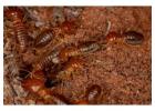 Best Termite Treatment Services in India