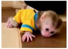 Pigtail macaque monkey for sale Texas