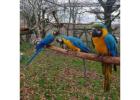 Blue And Gold Macaw Parrots For Sale