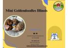 Adorable Mini Goldendoodles Available in Illinois!