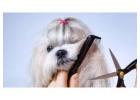 Eco-Friendly Dog Grooming Services in Oviedo