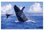 Avistamiento de ballenas en Samaná y la Isla Bacardí | Dominicanaemotion.com