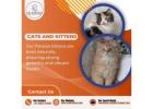 Cat Exotica | Buy Cats and Kittens for Sale in Bangalore