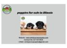 Adorable Puppies for Sale in Illinois